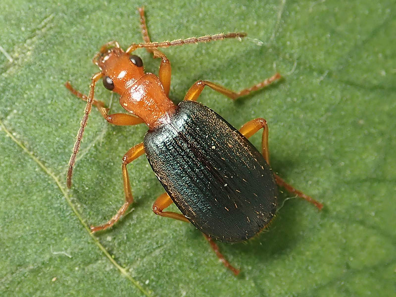 Carabidae: Brachinus elegans o B. psophia